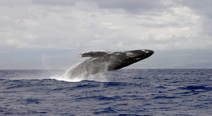 A whale jumping out of the water